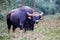 Indian Bison portrait