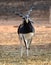 Indian Black Buck Antelope