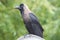 Indian Black Carrion Crow
