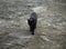 Indian black cat roaming