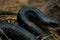 An indian black cobra snake