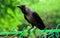 Indian black crow waitng