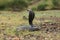 Indian black forest cobra, Naja naja, Gujarat