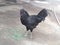 INDIAN BLACK HEN