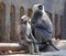 Indian black monkey sitting with baby and looking up