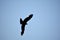 Indian black pariah kite flying in sky