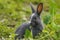 Indian Black rabbit image in the jungle of Assam