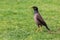 Indian Blackbird dubai is a city and emirate in the United Arab Emirates
