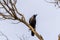 An Indian blackbird perches high in a tree near to Bikaner, Rajasthan, India