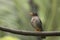 Indian Blackbird, Turdus simillimus, Female closeup