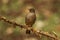 Indian blackbird, Turdus simillimus, female, Ganeshgudi, Karnataka, India