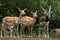 Indian blackbuck (Antilope cervicapra).