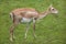 Indian blackbuck Antilope cervicapra