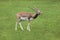 Indian blackbuck Antilope cervicapra