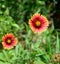 Indian blanket flower