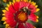 Indian Blanket Flower with a Bumble Bee