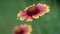 Indian Blanket Flower Gaillardia pulchella