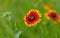 Indian blanket flower having bumblebee guest