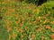 Indian blanket flower, Rajasthan, India