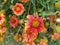 Indian blanket flower,Rajasthan, India