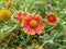 Indian blanket flower, Rajasthan, India