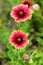 Indian Blanket flowers