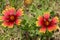 Indian Blanket Flowers along the Intracoastal Waterway