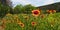 Indian blanket flowers running riot