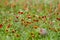 Indian Blanket and Painbrush Wildflowers