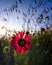 Indian Blanket Wildflower