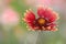 Indian blanket wildflower on blurry background