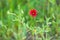 Indian Blanket wildflower in the Texas hill country