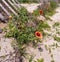 Indian Blanket Wildflowers on Rutherford Beach, Cameron Parish Louisiana