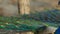 Indian Blue Peacock dancing with his feathers