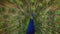 Indian Blue Peacock dancing with his feathers