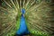 Indian Blue Peafowl