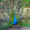 Indian blue peafowl tail Peacock