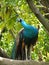 Indian or blue ribbon peacock