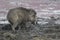 Indian boar that feeds on the shore of a drying lake in central