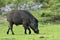 The Indian boar Sus scrofa cristatus