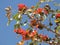 Indian Bombax blossom