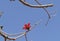 Indian bombax (Cotton tree) bloom