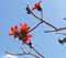 Indian bombax (Cotton tree) blossom
