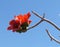 Indian bombax (Cotton tree) blossom