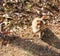 Indian Bonnet Macaque - macaca radiata - Sitting on Ground and Eating with Hand