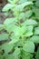 Indian Borage, Po-Ho (Plectranthus amboinicus)