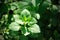 Indian Borage, Po-Ho (Plectranthus amboinicus)