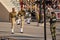 Indian Border Security Force march towards the Wagah Border and do high kicks during the closing