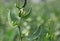 Indian Broad Beans