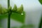 INDIAN BROAD BEANS FLOWERS